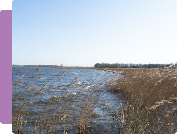 Meer met riet